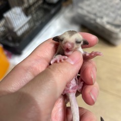 フクロモモンガベビー