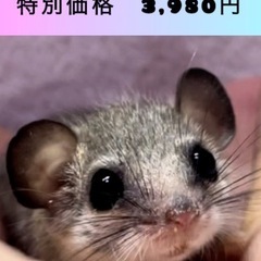 ⭐️アフリカヤマネ⭐️3,980円　2〜3月生まれ