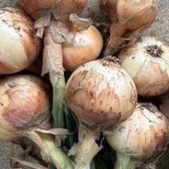 新玉ねぎ 無農薬 2.2kg