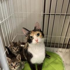 1ヶ月キジトラ子猫&三毛ママ猫