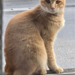 小顔イケメン １歳 男の子 去勢済み 