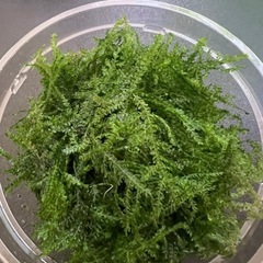 水草　モスカップ入り