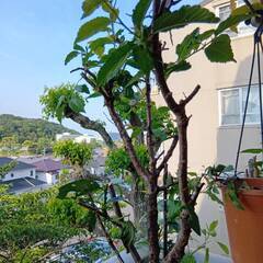 桜の木　１７０センチ　苗木　植物