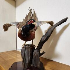 キジのはく製