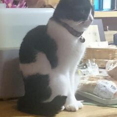 猫　里親募集！！