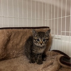 おすましレディ　すこやかちゃん