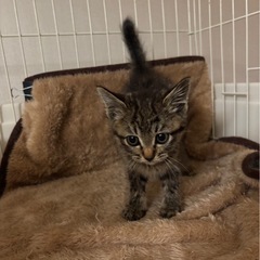 （里親様決定）おすましレディ　すこやかちゃん - 猫
