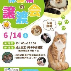 保護猫の譲渡会 6/14(土) @ sun＊cat Yok…