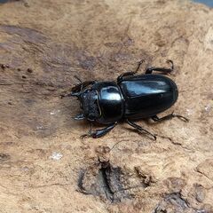 ヒラタクワガタ　本土ヒラタ　1♂2♀　※決定済の画像