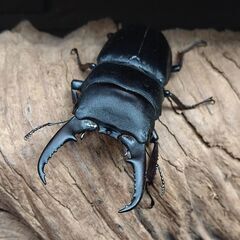 ヒラタクワガタ　本土ヒラタ　1♂2♀　※決定済の画像