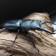 ヒラタクワガタ　本土ヒラタ　1♂2♀　※決定済の画像