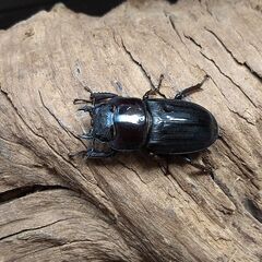 ヒラタクワガタ　本土ヒラタ　1♂2♀　※決定済の画像