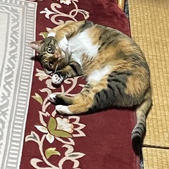 みやま、筑後、大牟田、柳川バドミントンメンバー募集です