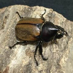 「期間限定販売」フンボルトヒナカブトムシ 成虫ペア