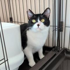 多頭飼育崩壊から保護しました。