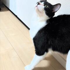 多頭飼育崩壊から保護しました。 - ふじみ野市
