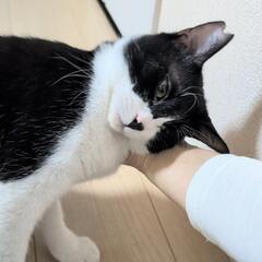 多頭飼育崩壊から保護しました。 - 猫