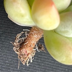 多肉　多肉植物　エケベリア　バブルガムの画像