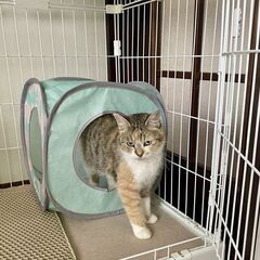 おとなしい三毛猫さん