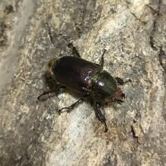  アエネアキンイロクワガタ成虫ペアの画像