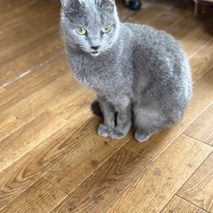 ロシアンブルー　女の子　元気で従順な子　里親募集