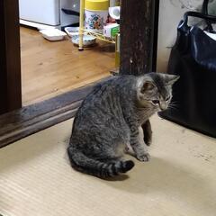 人懐っこくておとなしいメスのサバトラです