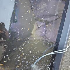 増えすぎたメダカ無料引き取りします