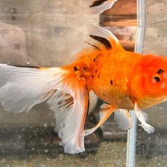 ジャンボオランダ獅子頭 虎タイプ 多分オス 20センチくらいの画像