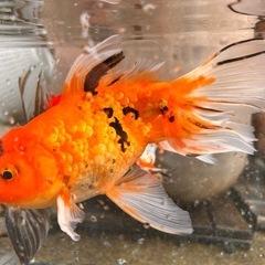 ジャンボオランダ獅子頭 虎タイプ 多分オス 20センチくらいの画像