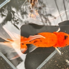 ジャンボオランダ獅子頭 虎タイプ 多分オス 20センチくらいの画像