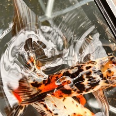 ジャンボ東錦 オス 4歳 23センチくらい の画像