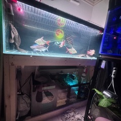 📣【水槽セット販売】オールインワン！🐟✨ 岡山市中区引き取り希望...