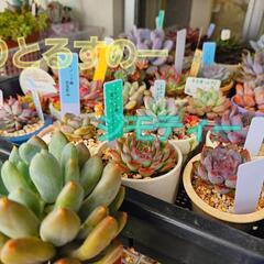 𖤐✮多肉植物寄せ植えのメンテナンスご相談承ります✮‎𖤐