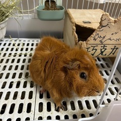 モルモット