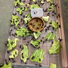 コオロギ　餌用