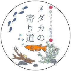 6月4日（水）からメダカ販売開始いたします！