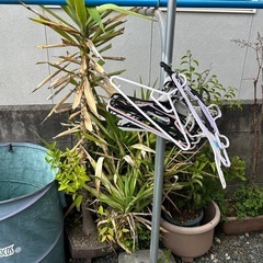植木