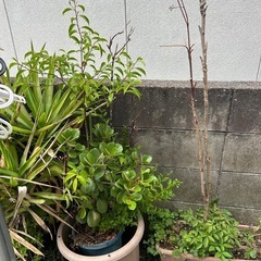 植木の画像