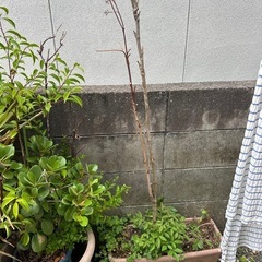 植木の画像