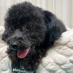 １歳９ケ月ブラックの女の子です - 犬