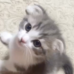 ご近所のお友達募集