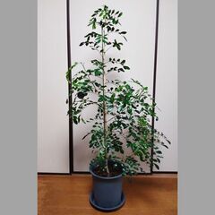 観葉植物1　シルクジャスミン（ゲッキツ）165センチの画像