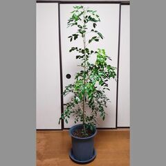 観葉植物1　シルクジャスミン（ゲッキツ）165センチの画像