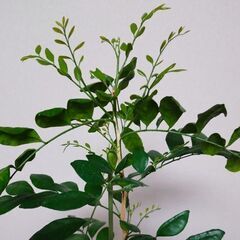 観葉植物1　シルクジャスミン（ゲッキツ）165センチの画像