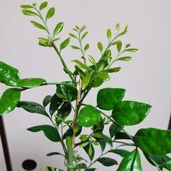 観葉植物1　シルクジャスミン（ゲッキツ）165センチの画像