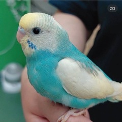 セキセイインコ　生後もうすぐ2ヶ月
