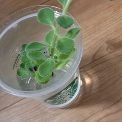 虫除けハーブ(水栽培)