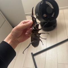ヘラクレスオオカブト♂