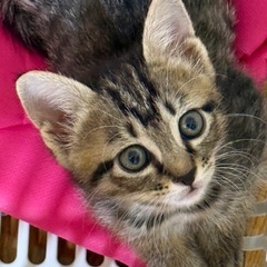 保護猫の里親様になってください。 - 猫