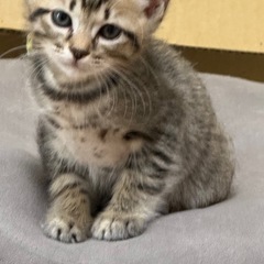 保護猫の里親様になってください。